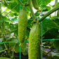 A-keretes kerti rács mászó növényekhez🍇🥒